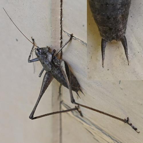 Rhacocleis poneli